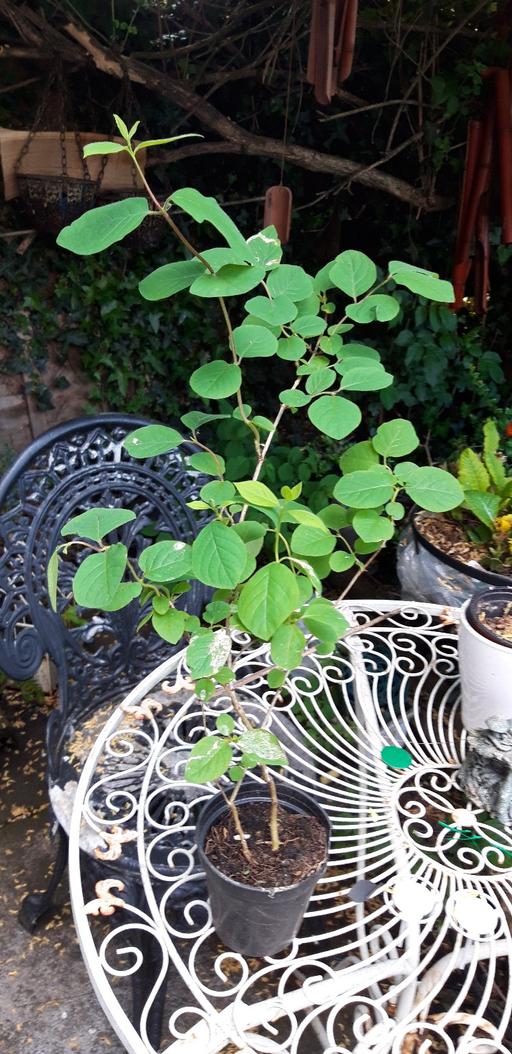 Buy & Sell Birchills Walsall - Photos for Plants