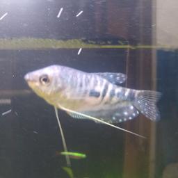 Nice Opalline Gourami male about 5cm. 
only got him a week ago, but he's a bit of a bully to my smaller fish. recommend a larger tank would suit him. FREE collection only. 
PE28 9HU phone me for more info. 07753422838