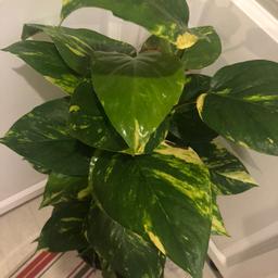 Large plant , lovely plant for indoors, has this name because is so hard to kill them