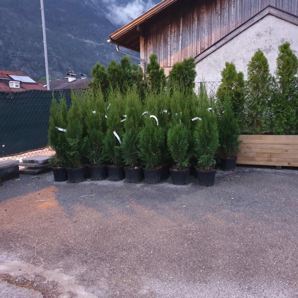 Tannenbaum in 6020 Innsbruck für € 12,00 zum Verkauf Shpock AT