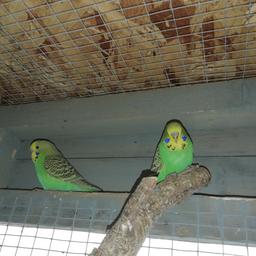 Baby budgies 20 each ideal age for taming.