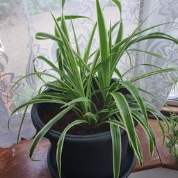lovely healthy spider plant for sale with pot
collection only