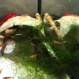 Red cherry shrimp mix adults and juvenile very healthy and breed like mad great fish tank cleaners £1 each loads available will do deals depending on how many