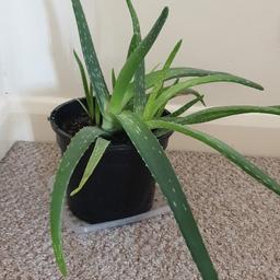 Organic aloe vera plant,only use water. Water it but not to often,lots of benefits from using this plant
open to offers