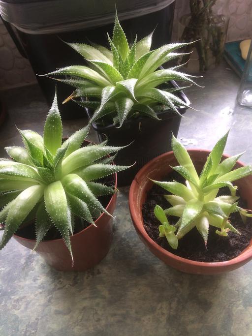 Buy & Sell West Midlands Coventry - Photos for Houseplant succulents