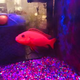 I am selling my tropical fish very healthy and active
Quick Sale