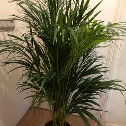 Lovely plant very healthy, indoors only collection Walthamstow