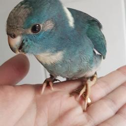 a young 9week old male kakariki..hand reared from 2weeks of age, wings are not clipped..no cage is included.