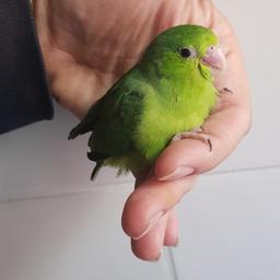 8week old female parrotlet..hand reared from 2weeks of age..wings are not clipped, no cage is included.