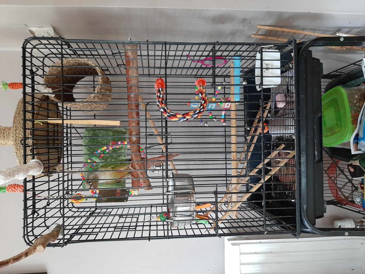 Green cheek conure in OL11 Rochdale for £200.00 for sale Shpock