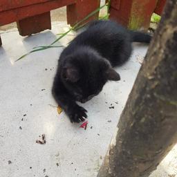 i have been kitten for sale at the age 3 weeks litter trained ready to go new home love to play.