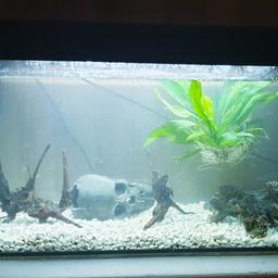Vgc. Comes with gravel, filter and ornament.
100l

80x40x30 cm
