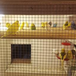 all healthy birds, 5-12 months old, mainly hens.ring or text mark on 07593 708640