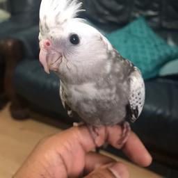  Beautiful hand tame baby cockateil. Pearl pied 10 weeks old. Eating and drinking well, will make a great pet. realised my son gets reaction with her, she loves being scratched will sit with you, good with kids and does not bite.
Any questions please asK
