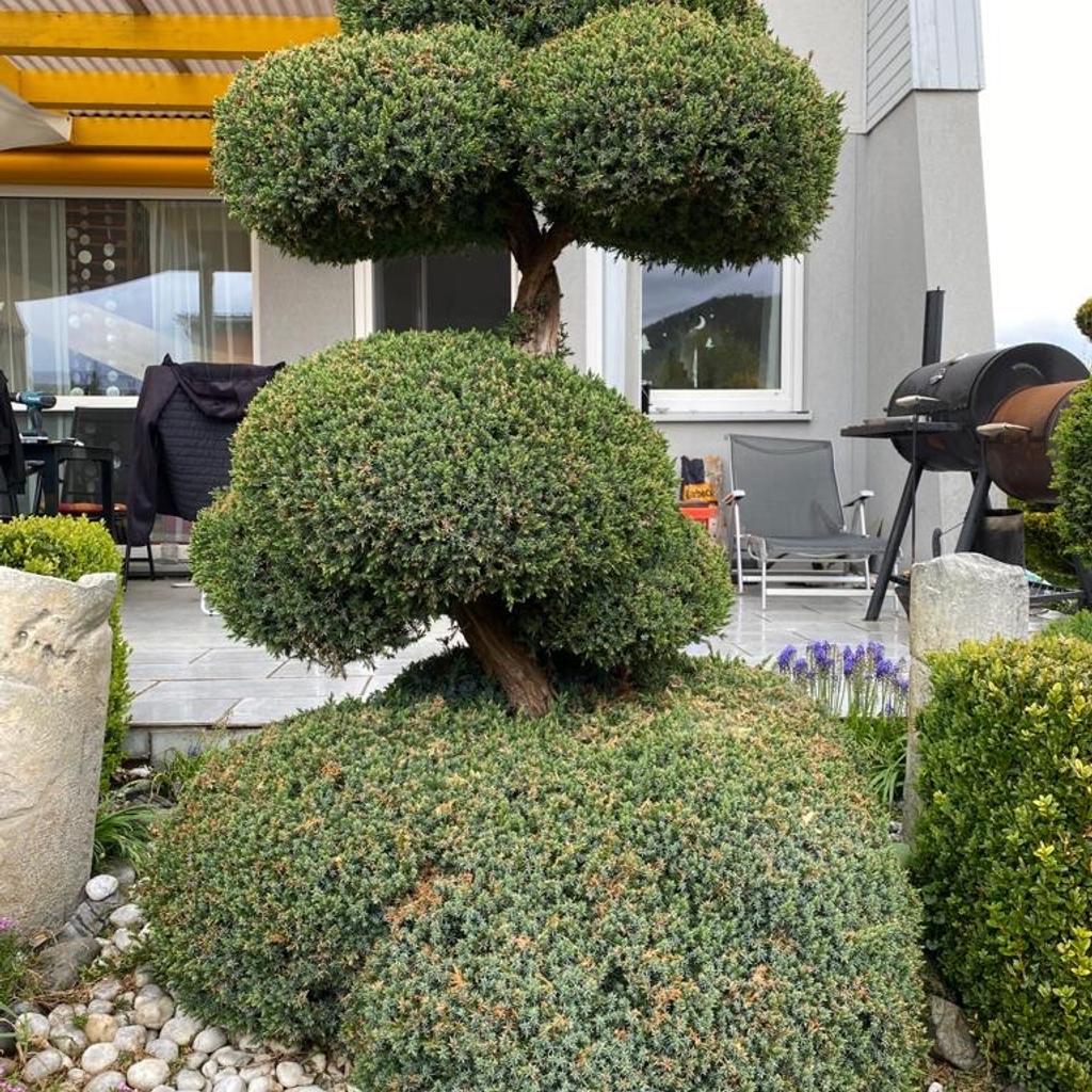 Bonsai Bäume in 8714 Kraubath an der Mur für € 1,00 zum Verkauf Shpock AT