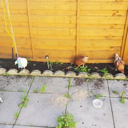 3 baby chickens for sale.

Comes with straw and chick feed.