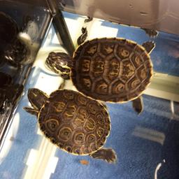 Habe 3 Mexikanische Wasserschildkröten 2 würde ich gerne weiterverkaufen.
sie sind zwischen 7 und 10 cm groß.
30 euro pro Schildkröte