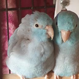i am selling 2 pacific parrotlets,they are 2 years old,1 male,1 female,the female has a bit of a scruffy patch the back of her head due to the male grooming her,but they are 2 healthy birds,proven breeding pair,genuine reason for sale,needs someone who knows a bit about parrotlets and has time for them.buyer must bring own travel box to take them home,cage NOT included.would swap for a youngish cockatiel.
