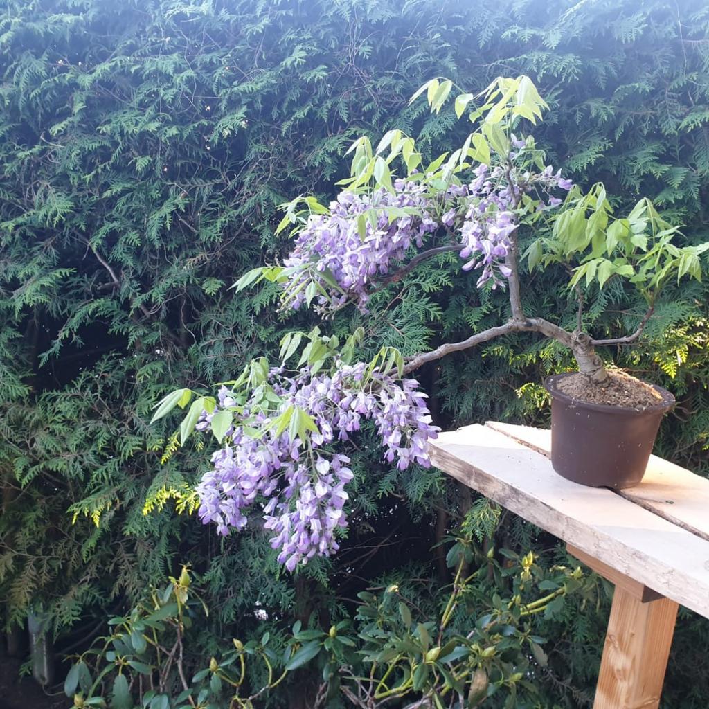 Blauregen Bonsai (Glyzinie) in 5400 Hallein fr 150,00  zum Verkauf |  Shpock DE