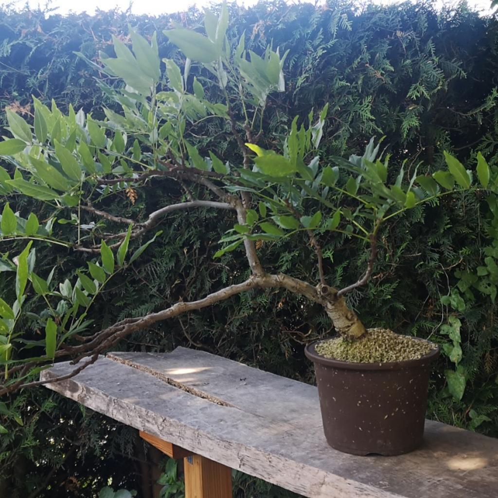 glyzinie bonsai Glyzinie main image 0