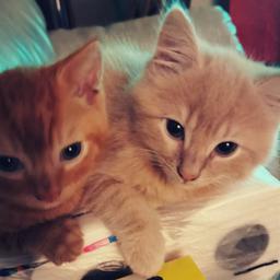 2x male kittens, one ginger tabby, one very fluffy cream tabby. Both eating well and using litter tray. Playfull little boys. Flead and wormed to date. £100 each. Pick up only.