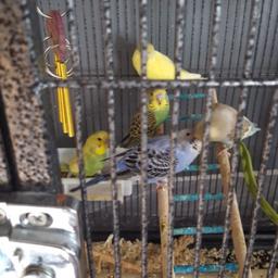 baby budgies lovely colours collection only