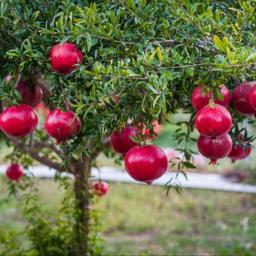 pomegranate tree in pot