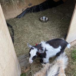 7 months old pigmy goat just been let down on sale