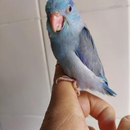9week old hand reared male parrotlet, wings are not clipped, no cage included.