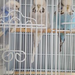 large cage new condition no longer needed can be made smaller if needed may trade depends on offer collection only budgies not included