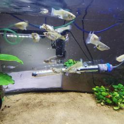 hi for sale nice strong guppies males and females  local delivery available