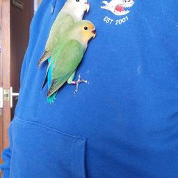 2 hand tame lovebirds available very friendly they love interacting for sale £60 EACH they have been hand reared together and are caged together can split them if required no offers. Small cage available for £15.