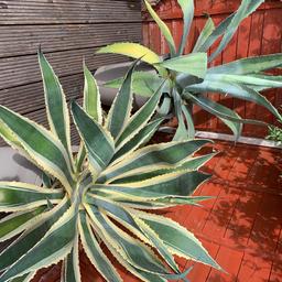 Now we can offer you this beautiful two Large Agave Americana Marginata      

- Very well rooted  

- As shown on photo 


The Agave is an easy to care for succulent. It can grow very big. It is drought resistant and can even withstand freezing temperatures. It prefers a dry and sunny climate for it to thrive and grow. It has a stunning unique colour as shown in the picture.
