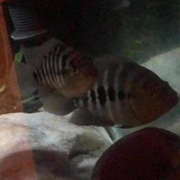 Offered for sale are two Midas x Jaguar cichlids. Both are in excellent health, one is 9-10 inches long the other 6-7 inches long. Only selling as all my fish are growing rapidly and need to make some space. Only £5 each, any questions please message me. Collection Colchester.