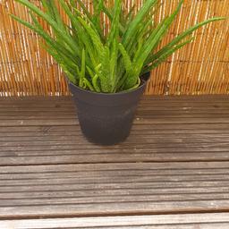 Verkaufe diese ca 45cm hohe Aloe Vera aufgrund Platzmangel.
Sie mag einen hellen, warmen aber nicht zu sonnigen Standort, da sie den ganzen Sommer im Schatten draußen stand. 
Nur Selbstabholung in Innsbruck