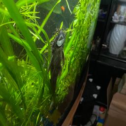 Adult male bristle nose fish for sale, been in a well planted tank, I also have plants to sell but been too busy to list, please message me for details

pickup only, evenings and weekends
