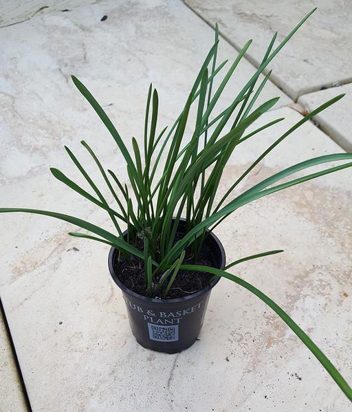 Buy & Sell Surrey Waverley - Photos for Small pots of Muscari Grape Hyacinth Bulbs!