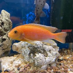 Closing down tank needs to go soon, open to offers first come first serve 
Orange mbuna about 5/6 inches long healthy eating and swimming  well.
Please bring your own bag and it’s cash on collection only