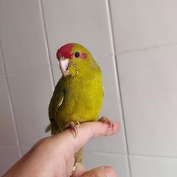 10week old hand reared male kakariki, wings are not clipped...no cage is included.