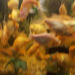Pond fish or tank fish lasts years fry mixed lot as koi in pond mirror carp grass grass carp butterfly koi but no gold fish at all in pond so not sure what they will be fed on high quality food and well cared for from 3inch _5inch 3inch 3.50 4 inch 4.00 5inch 5.00 no time wasters please or will be ignored . bags supplied price will increase with the size .