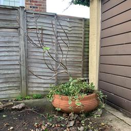 Free fig tree and large pot. 
Collection only