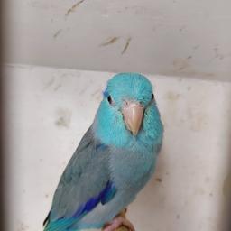 12month old, semi tame male parrotlet...will step up...needs a little more training, no cage is included.