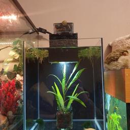 25 litre fluval chi fish tank for sale, sold as seen , comes with 2 shrimp,5 snails, lights, overhanging filter and waterfalls with rocks, moss balls, and centre plant with gravel and floating plants, all plants are live, everything working, if interested send me a message for more info and pictures 🥰
COLLECTION ONLY FROM EDWINSTOWE (price is negotiable, nothing silly as this tank is only a few months old and expensive, with everything in it it is well worth well more than asking price)