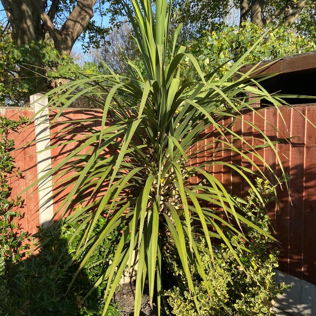 2 cordyline plants in B63 Dudley für £ 80,00 zum Verkauf Shpock AT
