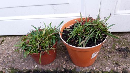 Buy & Sell Stirchley Birmingham - Photos for Perennial Lychnis Splendons
