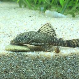 2 Bristlenose Plecos for sale. 1 is Male and 3 inches and the other is possibly female and is 2 inches. Grow to a maximum of 5 to 6 inches so ideal for most tanks. Great at eating algae so keeps you tank nice a clean. Any questions please feel free to ask. Collection from Gillingham Kent. ME7.

£10 for both of them