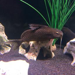 I’m selling my 2 feather fin catfish. They are around 9 inches. Healthy and eats well. Will only sell as a pair as they been together since very young. Will NOT split them. Any questions please feel free to ask. Collection from Gillingham Kent. ME7

£30