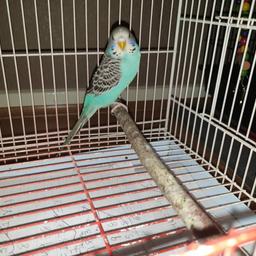 Baby Budgies  2 for sale, baby Budg 8 weeks old and good healthy and beautiful colours ready to go a new home.
with cage