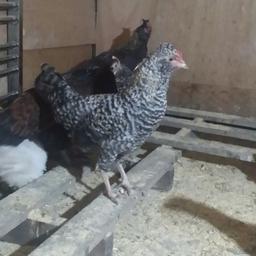 some beautiful cockerel free as pet for good home.pls note these are pet not for table birds.