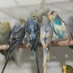 Male and female budgies for sale very nice colour healthy and active birds one year old.  £20 each Birmingham b10